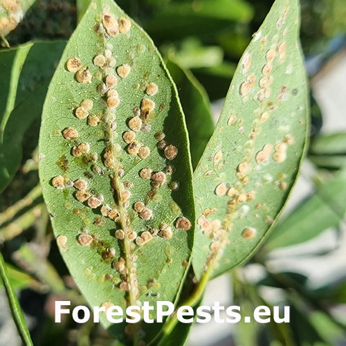 Červec Protopulvinaria pyriformis