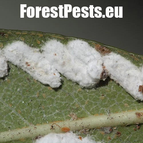 Červec Pulvinaria hydrangeae