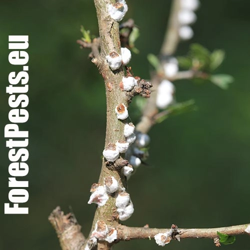 Červec Pulvinaria regalis 