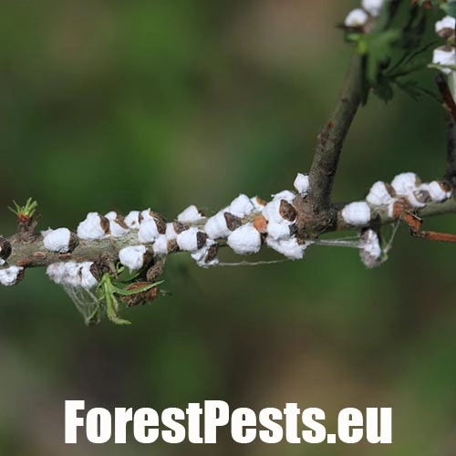 Červec Pulvinaria regalis 