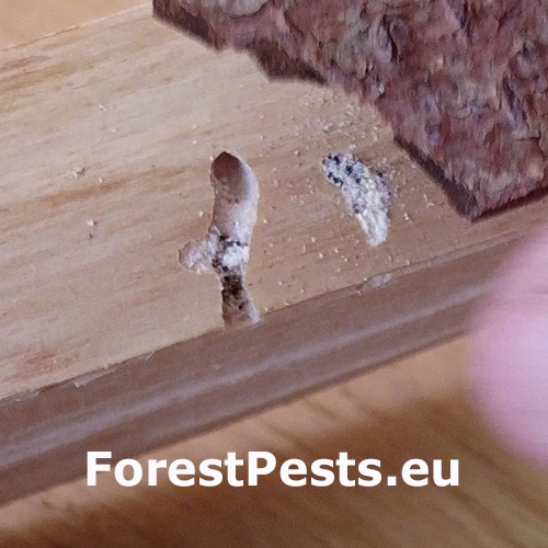 Červotoč hned&yacute;