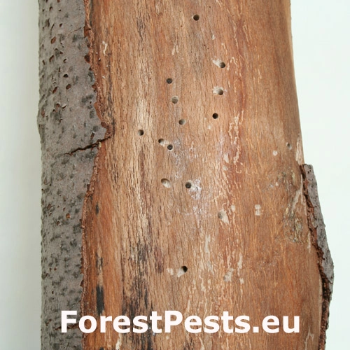 Červotoč obyčajn&yacute;