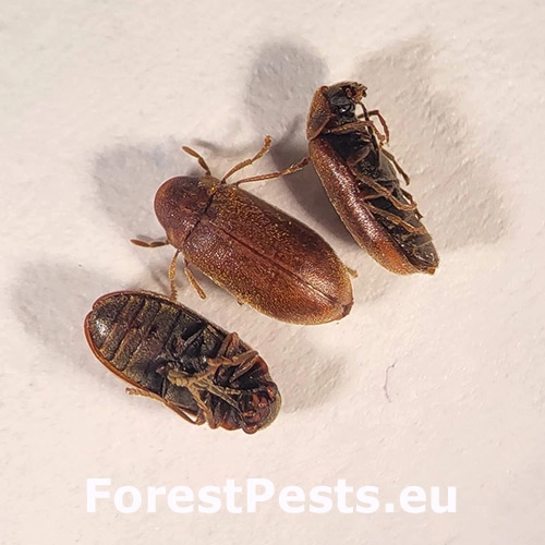 Červotoč &scaron;i&scaron;kov&yacute;