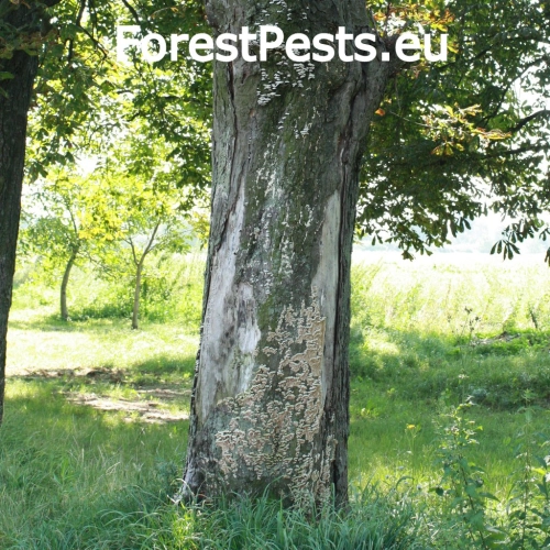 Chlpatica jednofarebn&aacute;