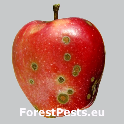 Chrastavitosť jablon&iacute;