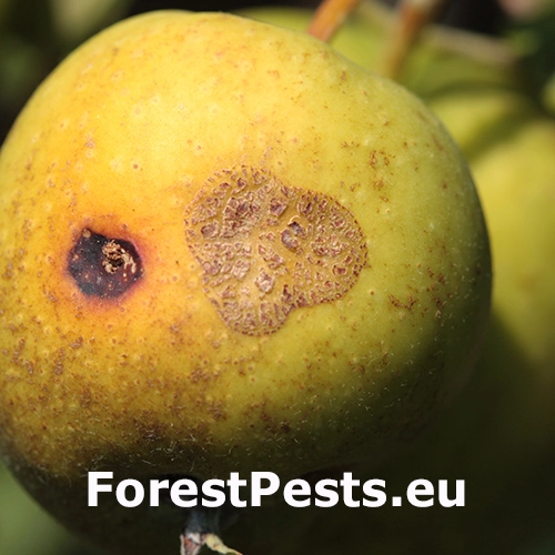 Chrastavitosť jablon&iacute;