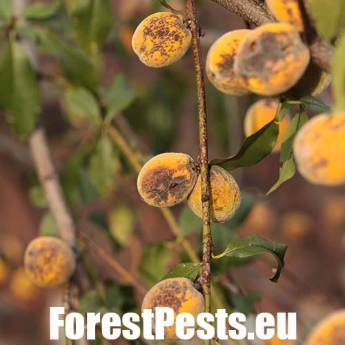 Chrastavitosť k&ocirc;stkov&iacute;n