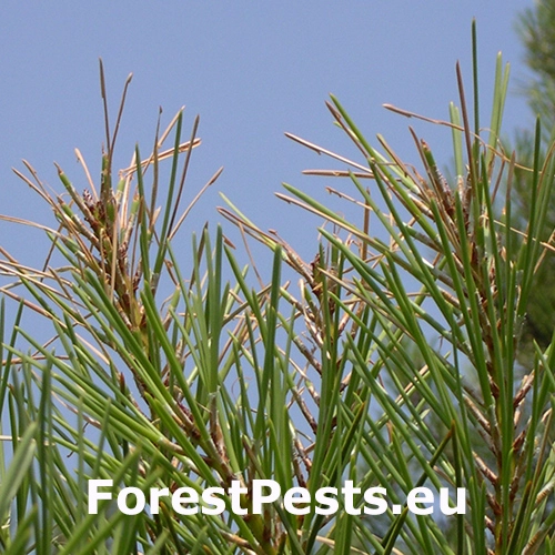 Chr&uacute;st Anoxia australis