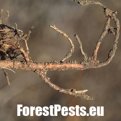 Chr&uacute;st obyčajn&yacute;