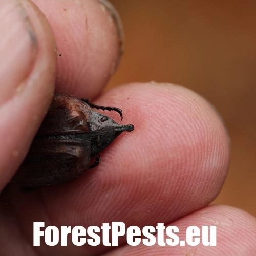 Chr&uacute;st paga&scaron;tanov&yacute;