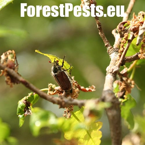 Chr&uacute;st paga&scaron;tanov&yacute;