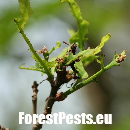 Chr&uacute;st paga&scaron;tanov&yacute;