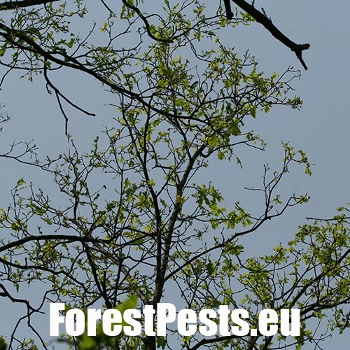 Chr&uacute;st paga&scaron;tanov&yacute;