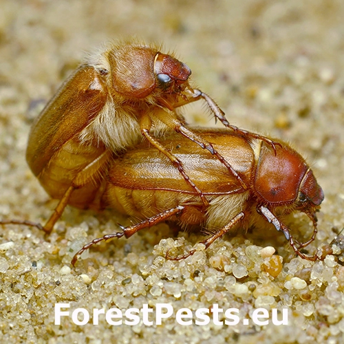 Chr&uacute;stik Amphimallon burmeisteri