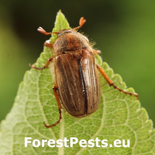 Chr&uacute;stik letn&yacute;