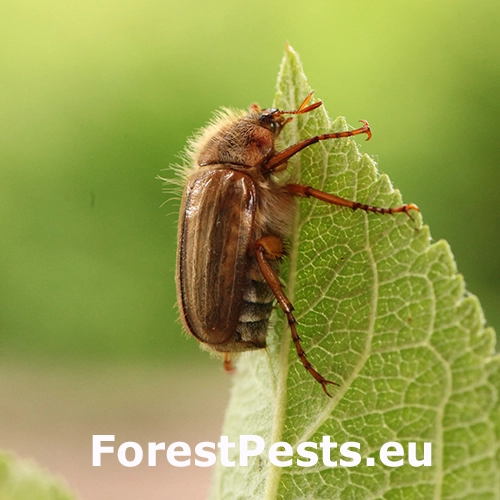 Chr&uacute;stik letn&yacute;