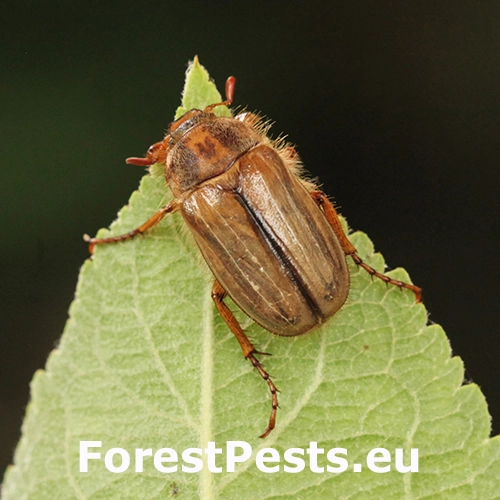 Chr&uacute;stik letn&yacute;