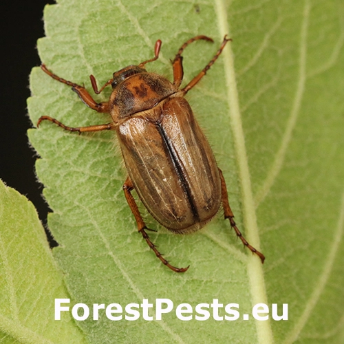 Chr&uacute;stik letn&yacute;