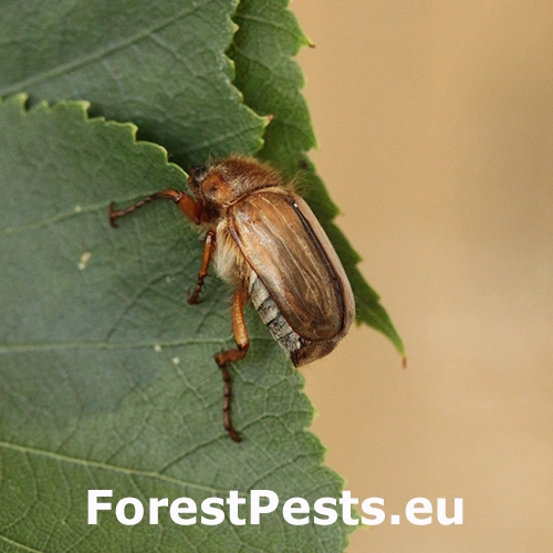 Chr&uacute;stik letn&yacute;