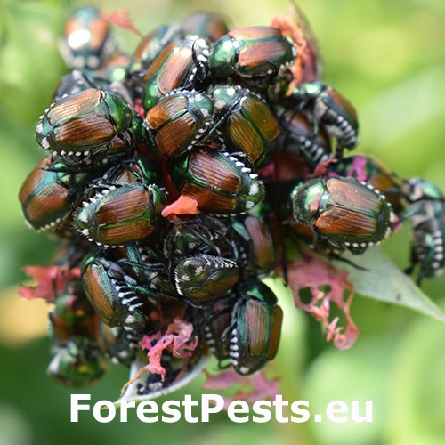 Chr&uacute;stovec japonsk&yacute;