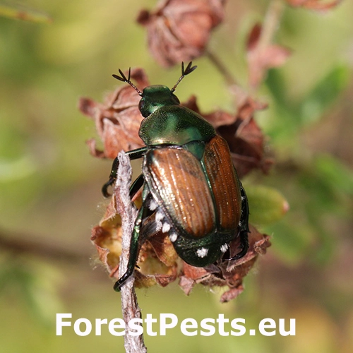 Chr&uacute;stovec japonsk&yacute;