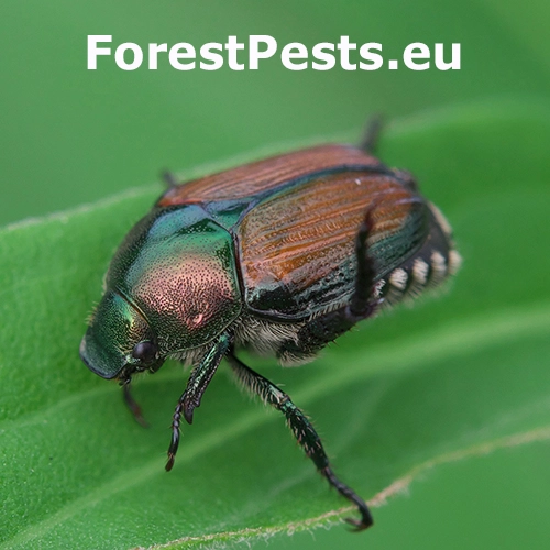 Chr&uacute;stovec japonsk&yacute;