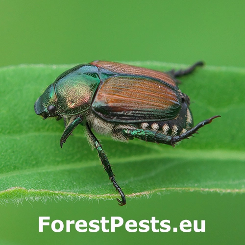 Chr&uacute;stovec japonsk&yacute;