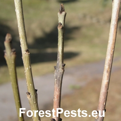 Čia&scaron;očka jaseňov&aacute;