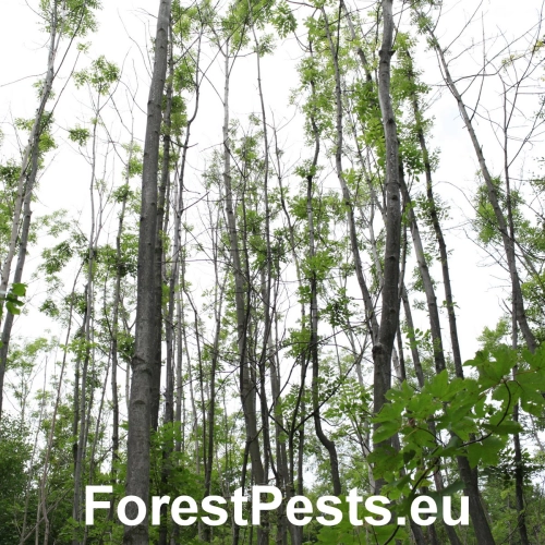 Čia&scaron;očka jaseňov&aacute;