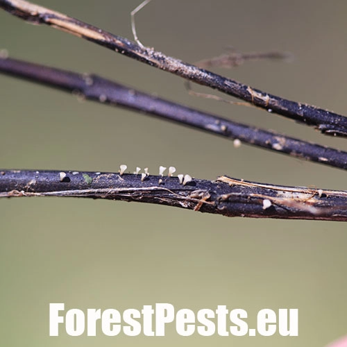 Čia&scaron;očka jaseňov&aacute;