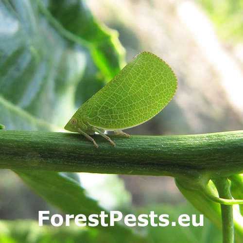Cik&aacute;dka Acanalonia conica