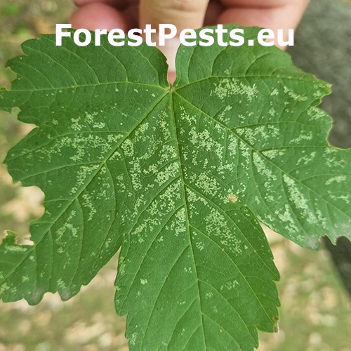 Cik&aacute;dky na javori