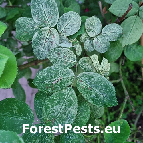 Cik&aacute;dočka ružov&aacute;