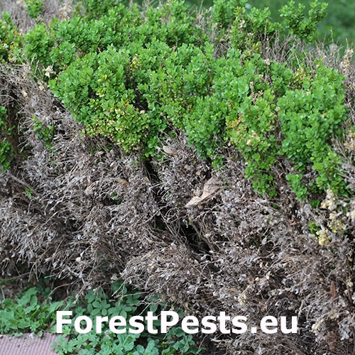 Cylindrokl&aacute;diov&eacute; odumieranie kru&scaron;p&aacute;nu