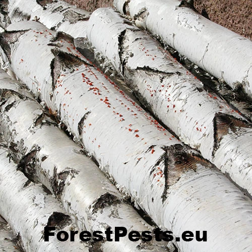 Cytospora chrysosperma