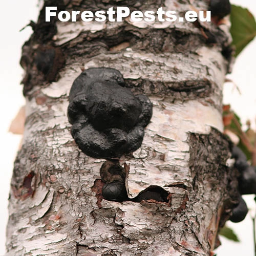 Dald&iacute;nia koncentrick&aacute;