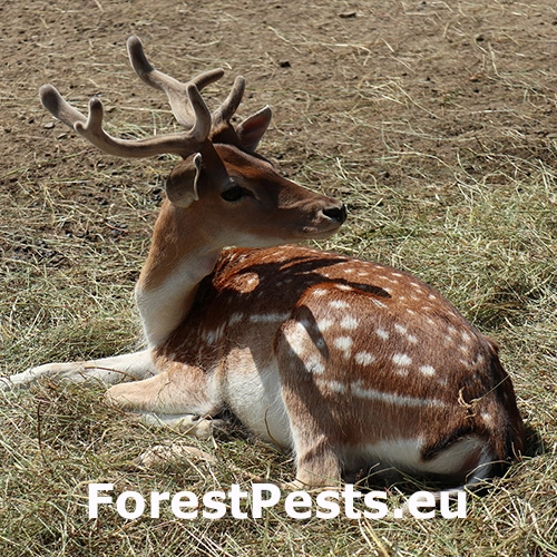 Daniel &scaron;kvrnit&yacute;