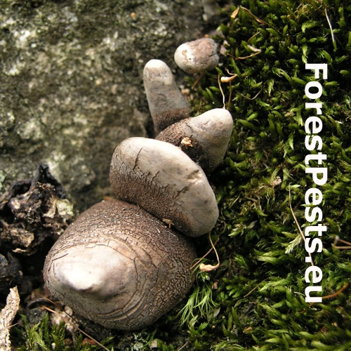 Drevnatec kyjakovit&yacute;