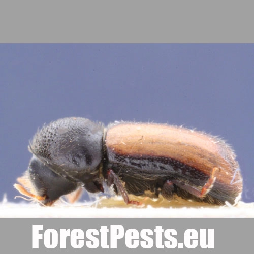 Drevokaz bukov&yacute;