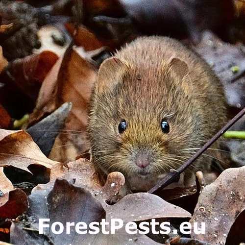 Drobn&eacute; hlodavce