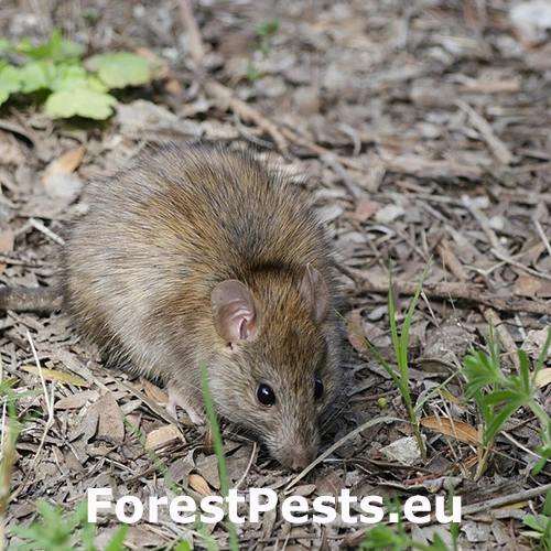 Drobn&eacute; hlodavce