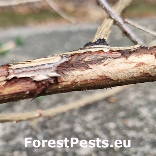 Drobn&eacute; hlodavce