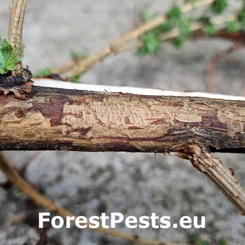 Drobn&eacute; hlodavce