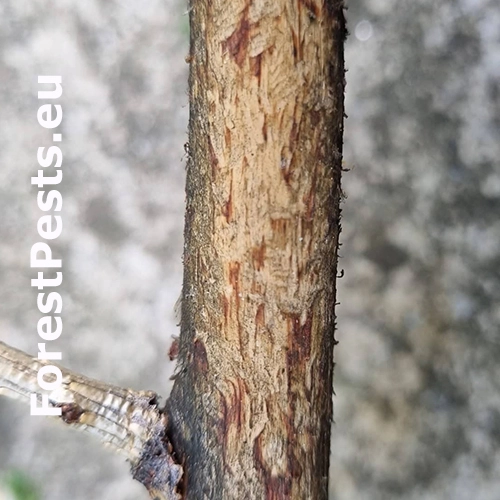 Drobn&eacute; hlodavce