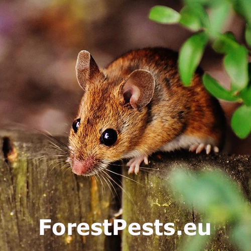 Drobn&eacute; hlodavce