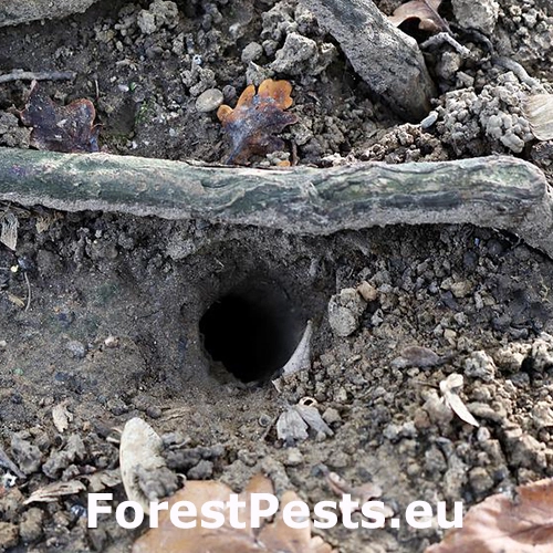 Drobn&eacute; hlodavce