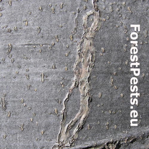 Drobn&iacute;k Ectoedemia liebwerdella