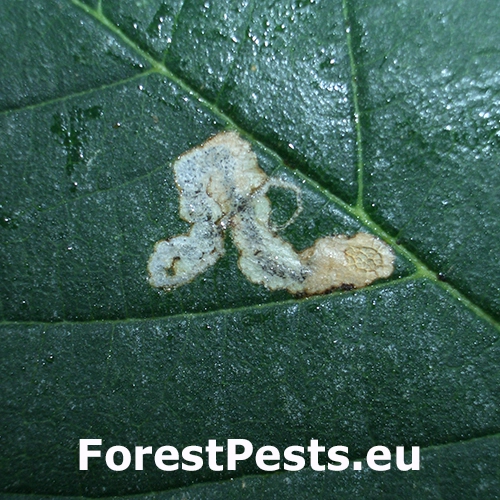 Drobn&iacute;k javorov&yacute;