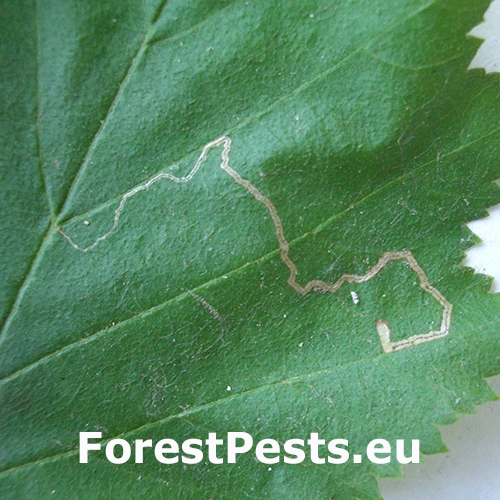 Drobn&iacute;k lieskov&yacute;