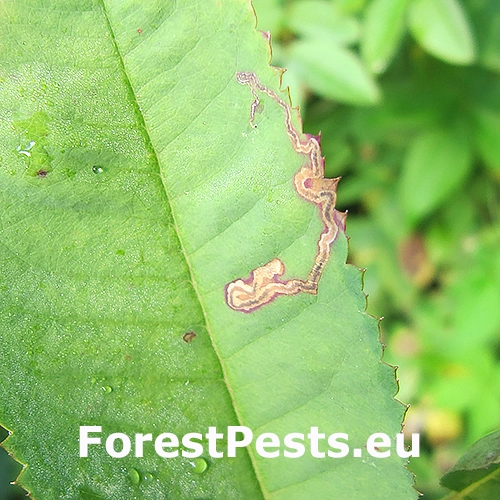 Drobn&iacute;k z&aacute;hradn&yacute;